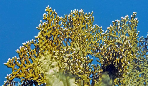 Lattice fire coral (Millepora dichotoma), coral reef, Red Sea, Hydrozoa, cnidarians. Fire corals