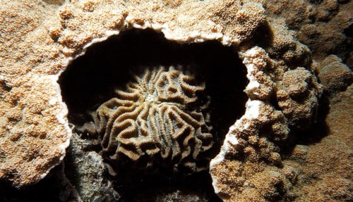 Brain coral (Platygyra acuta), fight for settlement area, the brain coral used nettle poison to