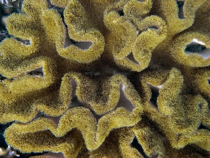 Mushroom cabbage coral (Sarcophyton sp.) coral reef, reef top, shallow water area, polyps, soft