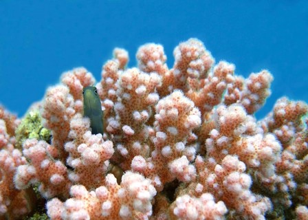Pink raspberry coral (Pocillopora damicornis), first coloniser, hardy coral, a goby uses the coral