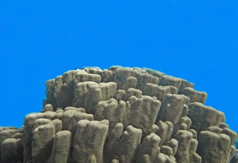 Stony coral (Porites lobata) Coral reef, Canyon Garden, Red Sea, Dahab, Sinai, Egypt
