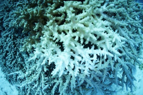 Staghorn coral (Acropora pharaonis), coral bleaching, climate change, coral reef, Red Sea, Marsa
