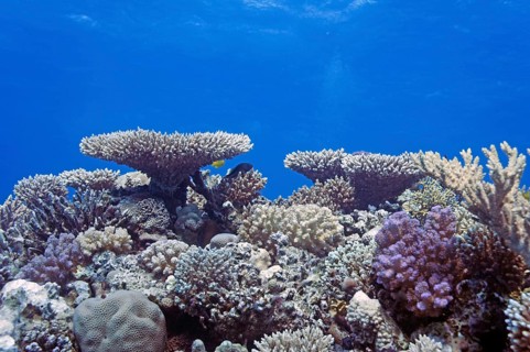 Reef scene with numerous hard corals, species diversity, coral reef, Red Sea, Hurghada, Egypt