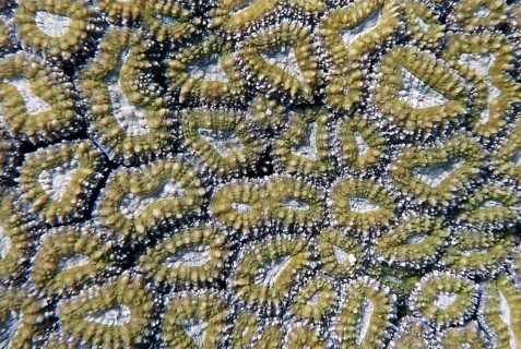Large polyp stony coral (Lobophyllia corymbosa), coral reef, shallow water area, Red Sea, Sinai,