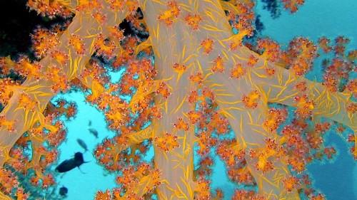 Hemprich's soft coral (Dendronephthya hemprichi), coral reef, Red Sea, Hamada, Egypt