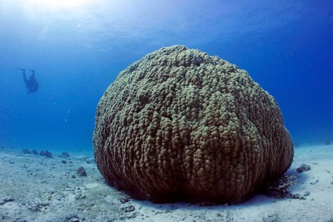 Single large stony coral (Porites lutea), coral reef, age approx. 300 years, Red Sea, Hurghada,