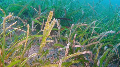 Seagrass ghost pipefish, pair, (Solenostomus cyanopterus) seagrass, seagrass meadow, camouflage,