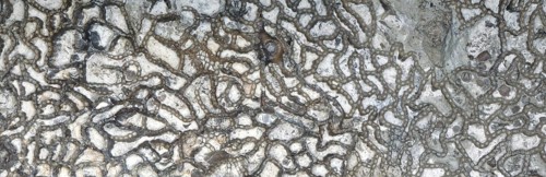 Chain coral, fossil, fossilisation, (Halysites sp.), Silurian, about 430 million years old, Irevik,