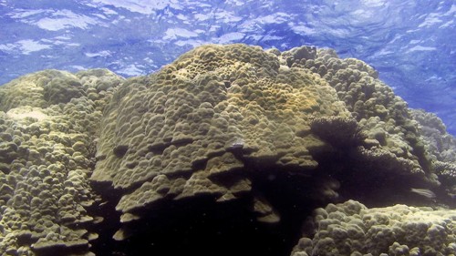 Lobster coral (Porites lobata), Porites species are important reef-forming stony corals. Coral