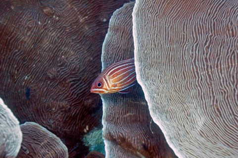 Diademed hussar (Sargocentron diadema), nocturnal, hides between channel corals (Pachyseris