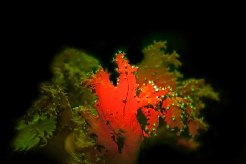 Cabbage coral (Sinularia sp.), fluorescence, fluorescent cabbage coral, the polyps fluoresce green,