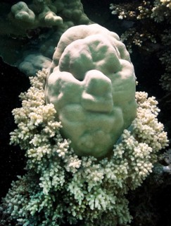 Porites lutea, looks like a head with soft corals as a collar, Red Sea, Sinai, Egypt