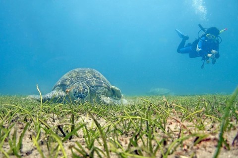 Green turtle (Chelonia mydas), seagrass meadow, eats, endangered species, diver, Red Sea, Abou