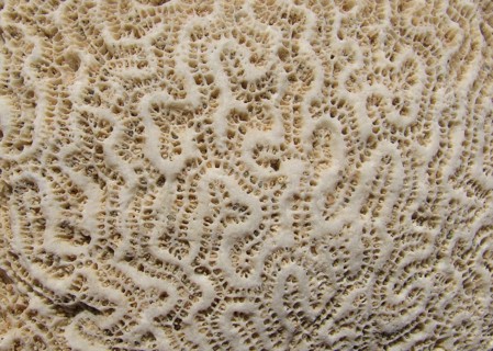 Coral skeleton, recent, brain coral (Favia sp.), limestone, structure, coral reef, Red Sea, Safaga,