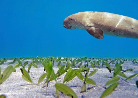Manatee (Dugong dugon), rare, IUCN Red List, critically endangered, endangered species, seagrass