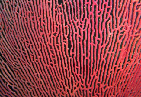 Gorgonian (Pacifigorgia stenobrochis), coral reef, East Pacific, Central America, Panama