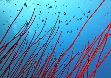 Sea whip coral (Ctenocella sp.), coral reef, Red Sea, Dahab, Sinai, Egypt