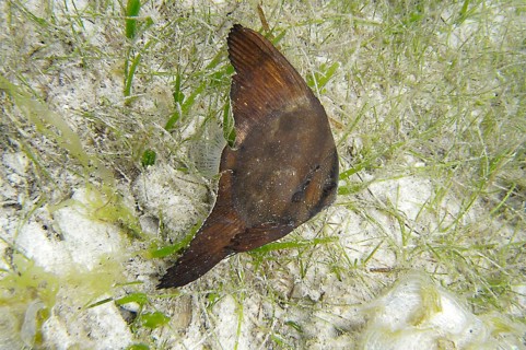 Juvenile round-headed batfish (Platax orbicularis), camouflage, seagrass, juvenile round-headed