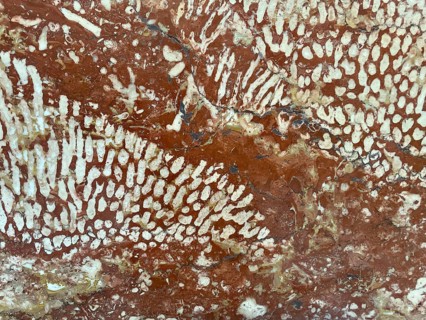 Polished Adnet coral reef limestone, Adnet marble variety Rottrop, Upper Triassic approx. 200