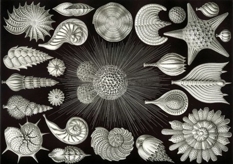 Foraminifera, protists, Rhizaria, calcifying protozoa, important for the formation of coral reefs,