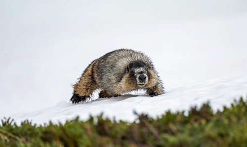 Hoary marmot (Marmota caligata) walking on snow in spring, Alaska, USA