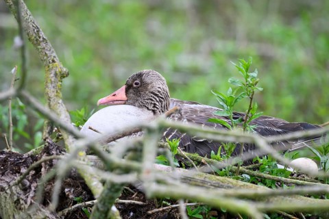 A greylag goose (Anser anser) sits in its nest surrounded by branches and lush greenery in a damp