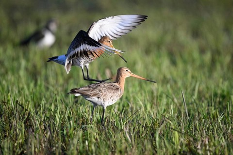 Two black-tailed godwits (Limosa limosa) standing in a meadow in front of mating copula, the male
