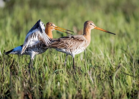 Two black-tailed godwits (Limosa limosa) standing in a meadow close to each other in front of