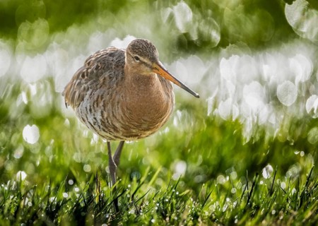 A black-tailed godwit (Limosa limosa) standing on wet grass surrounded by sparkling light, wader