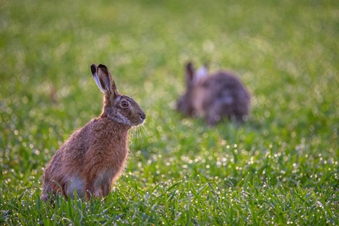 A hare (Lepus europaeus) sits attentively in the damp grass, another hare in the background, Dümmer