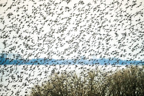 A dynamic scene of a flock of starlings (Sturnus vulgaris) flying close over a lake and trees,