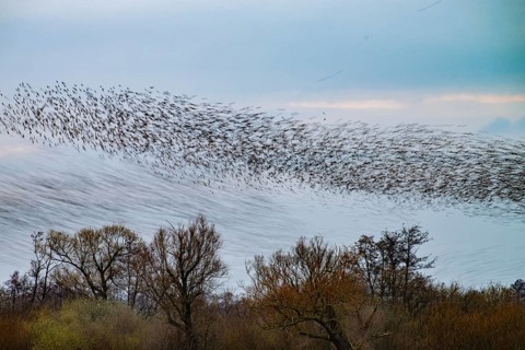 A large flock of starlings (Sturnus vulgaris) flies over willow trees (Salix spec.), one part of