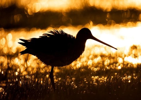 A black-tailed godwit silhouette (Limosa limosa) against a golden, sunset-lit background in a wet