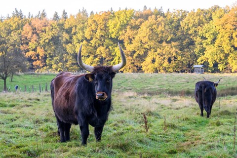 Two Heck cattle (Bos taurus) backbred aurochs stand on a green pasture in front of an autumnal