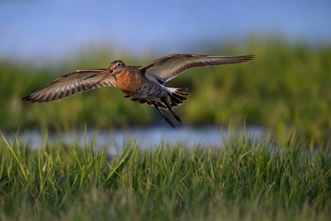 A black-tailed godwit (Limosa limosa) flies with outstretched wings just above green grasses, bird