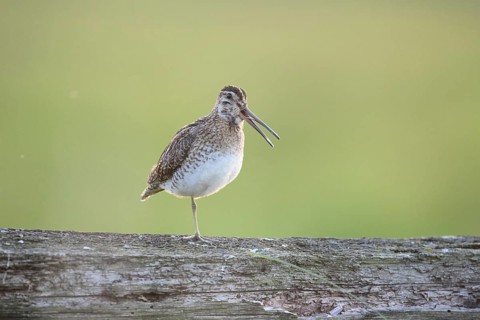 A common snipe (Gallinago gallinago) stands calling with its beak open on a log in quiet green