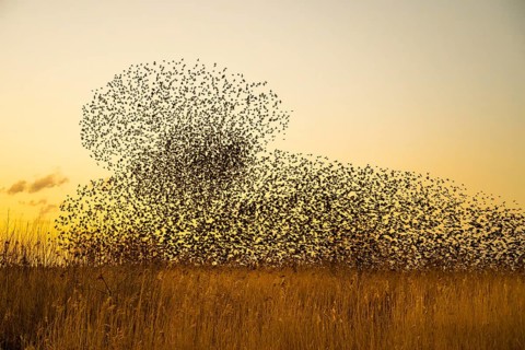 An impressive flock of starlings (Sturnus vulgaris) in the sky above the reed belt of Lake Dümmer
