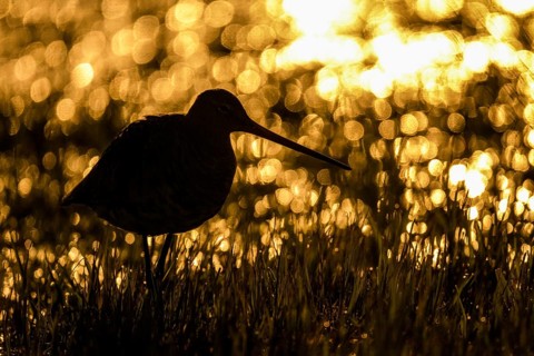 A black-tailed godwit (Limosa limosa) in silhouette standing in the grass, illuminated by golden