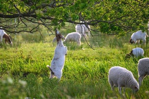 A goat standing on its hind legs, eating the leaves of an oak (Quercus robur), surrounded by other