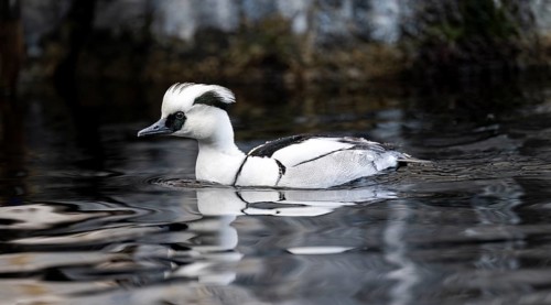 Red-breasted Merganser (Mergellus albellus), swimming in the water, Alaska, USA