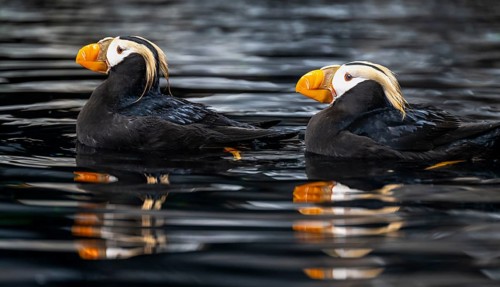 Yellow-crested Puffin (Fratercula cirrhata), two birds swimming in the water, Alaska, USA