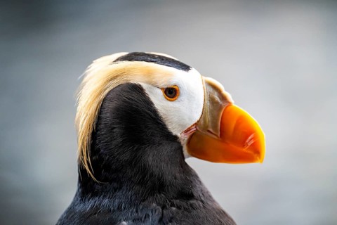 Yellow-crested Puffin (Fratercula cirrhata), animal portrait, Alaska, USA