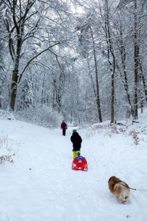 Family goes sledding in the woods, dog, Sieversen, Samtgemeinde Rosengarten, Lower Saxony, Germany