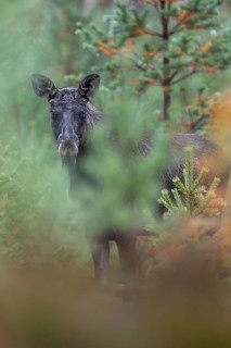 A young bull moose (Alces alces) stands in a spruce forest and observes the photographer, secretly,