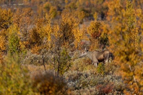 A moose cow (Alces alces) enjoys the first warming rays of the morning sun, autumn, Ruska, rut,