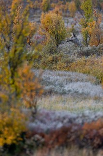 Motionless, a cow moose (Alces alces) observes the surroundings, soon she will settle down and rest