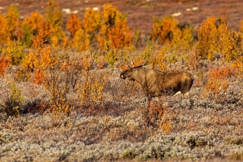 During the rut, bull moose (Alces alces) are constantly on the lookout for mating females in their