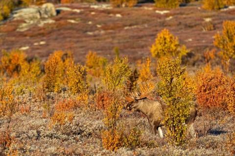 A bull moose (Alces alces) in autumn in Scandinavia, Ruska, rut, moose rut, Norway