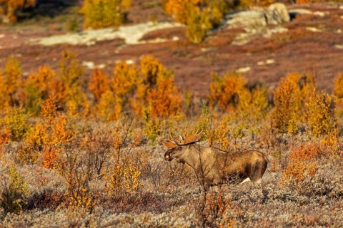 A Norwegian bull moose (Alces alces) in the light of the morning sun, autumn, Ruska, rut, moose