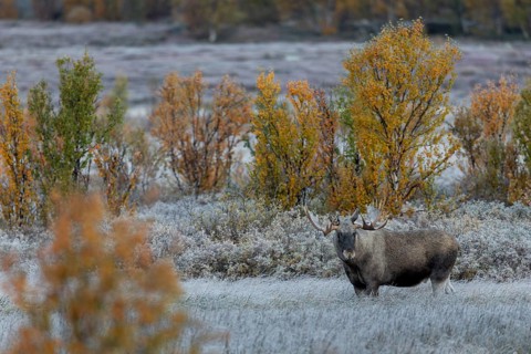 Unfortunately, 3 photographers also discover the bull moose (Alces alces) and rumble towards it at